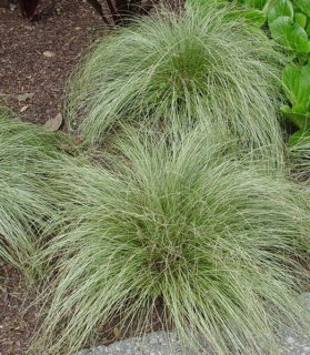 Carex comans 'Amazon Mist'